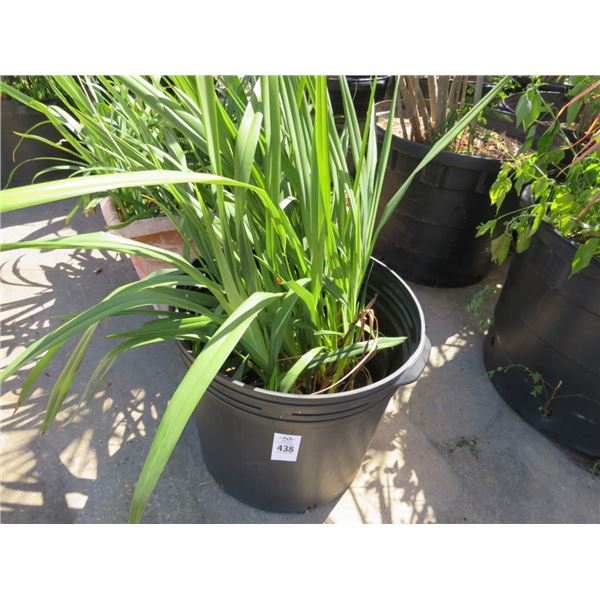 2-Small Leafy Plants - 2 X $