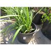 Image 1 : 2-Small Leafy Plants - 2 X $