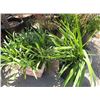 Image 2 : 2-Small Leafy Plants - 2 X $