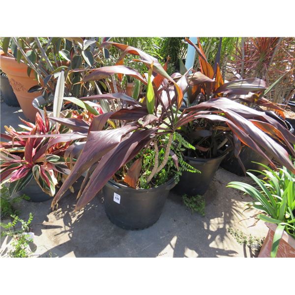 4-Burgandy Potted Plants - 4 X $