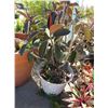 Image 1 : Potted Rubber Tree