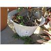 Image 2 : Potted Rubber Tree