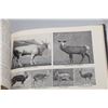 Image 2 : Book of animals