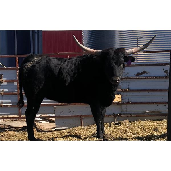 LCL Chex's Black Shadow