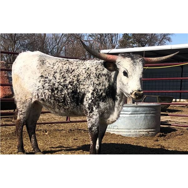 LCL Speckled Zen
