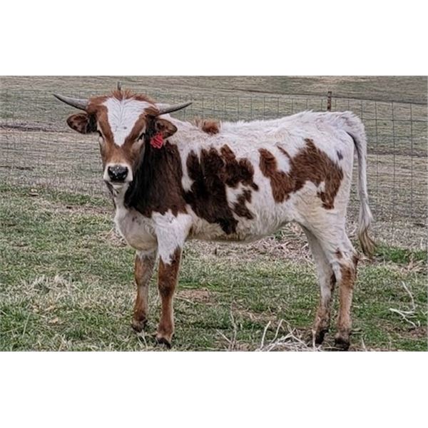 LF DUNN'S DANCING MAXINE