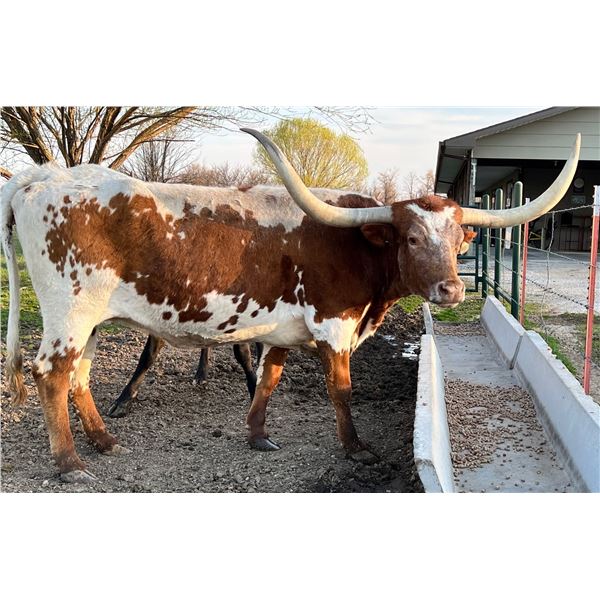 EOT Outback Glimmer 619