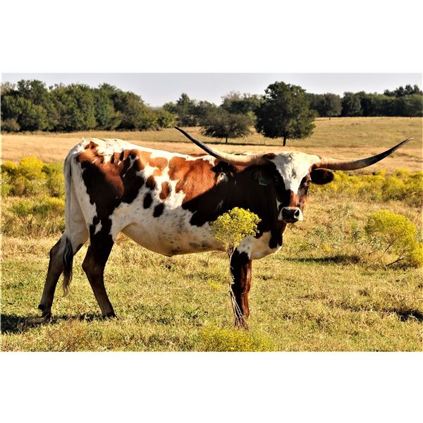 TEXANA TRAIL