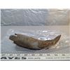 Image 2 : Buffalo Horn 1780-1850 Oyen Alberta