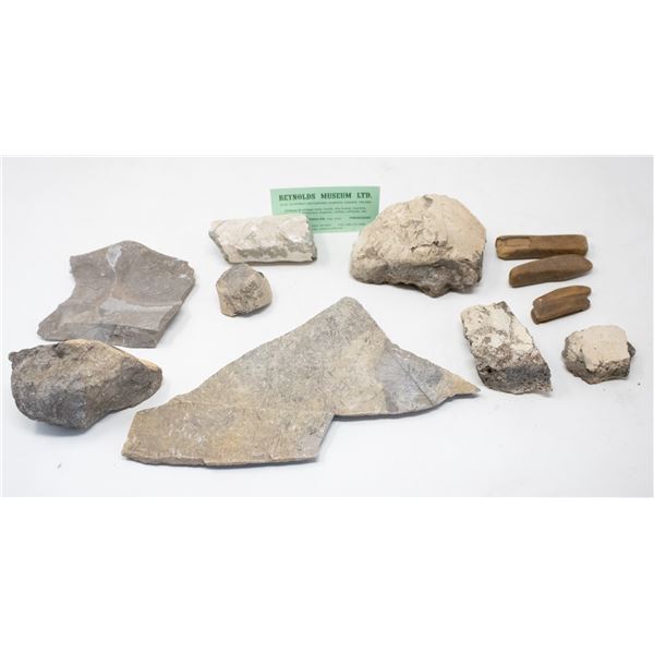 LOT OF FOSSILS FROM REYNOLDS MUSEUM