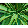 Image 1 : Aloe Vera by Charles Lynn Bragg