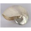 Image 1 : 9" Polished Nautilus Sea Shell