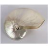 Image 2 : 9" Polished Nautilus Sea Shell