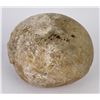 Image 1 : 4" Long Dinosaur Gall Stone Gastrolith