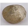 Image 3 : 4" Long Dinosaur Gall Stone Gastrolith