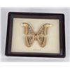 Image 1 : Framed Atlas Moth Attacus Atlas