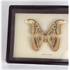 Image 2 : Framed Atlas Moth Attacus Atlas