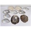 Image 1 : Collection of Sea Shells