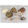 Image 1 : Collection of Sea Shells