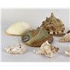 Image 2 : Collection of Sea Shells