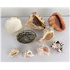 Image 8 : Collection of Sea Shells