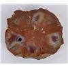 Image 1 : Agatized Fossilized Wood