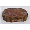 Image 2 : Agatized Fossilized Wood