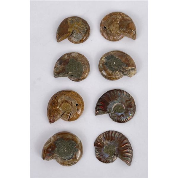 Group of Fossil Ammonites