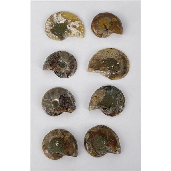Group of Fossil Ammonites