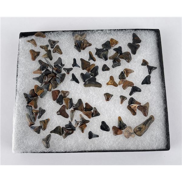 Large Collection of Fossil Shark Teeth