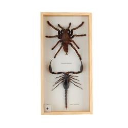 Taxidermy Large Tarantulla & Scorpion (CLB-380)