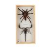 Image 1 : Taxidermy Large Tarantulla & Scorpion (CLB-380)