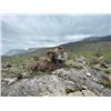 Image 1 : Desert Sheep Hunt - Mexico