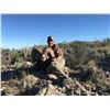 Image 2 : Desert Sheep Hunt - Mexico