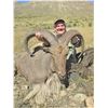 Image 1 : Free-Range Aoudad Sheep in West Texas