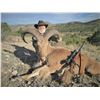 Image 2 : Free-Range Aoudad Sheep in West Texas