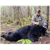 Image 2 : Quinault Indian Reservation Black Bear Hunt