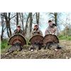 Image 2 : Hosted Missouri Turkey Hunt for 2 Hunters