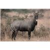 Image 2 : Texas Nilgai Antelope Hunt for Two on the Historic King Ranch
