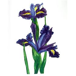 Carol Ann Bolt, Iris, Lithograph 1980