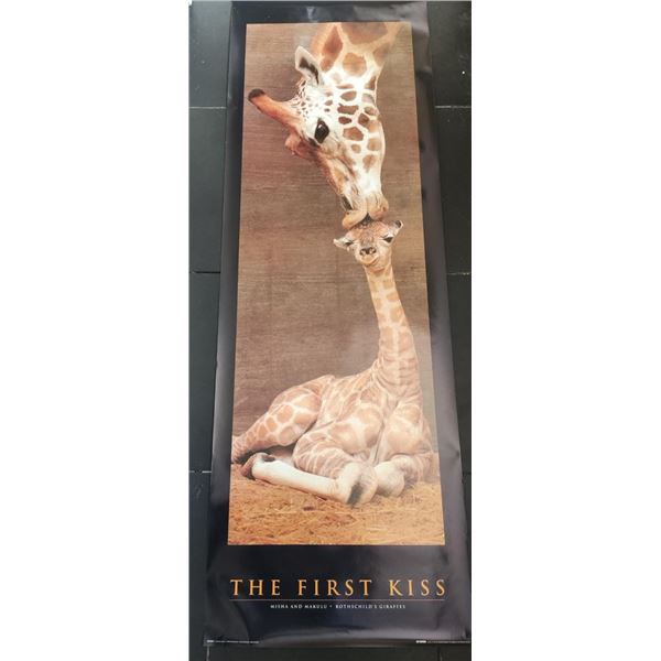 The first kiss. Misha and markulu. Rothschild's giraffes