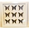 Image 1 : METAL AND WOOD BUTTERFLY SHADOWBOX