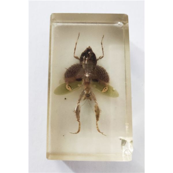 Praying mantis in resin block.