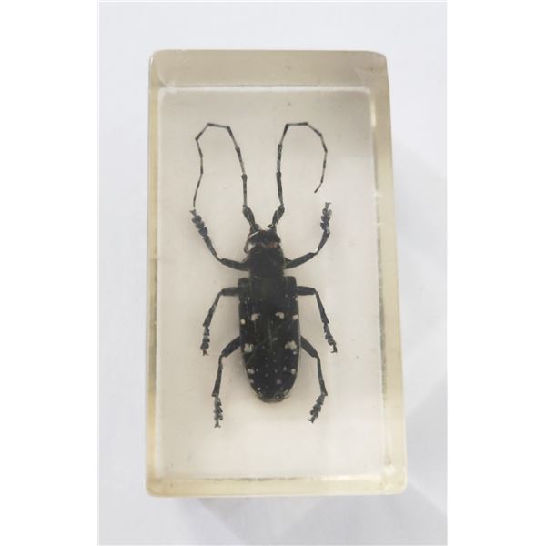 White spotted longicom beetle in resin block.