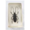 Image 1 : White spotted longicom beetle in resin block.