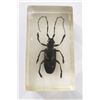 Image 2 : White spotted longicom beetle in resin block.