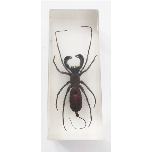 Mastigoproctus - Whip scorpion in resin block from South America.