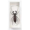 Image 1 : Mastigoproctus - Whip scorpion in resin block from South America.