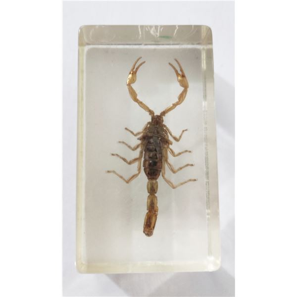 Buthis scorpion in resin block from Egypt.