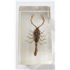 Image 1 : Buthis scorpion in resin block from Egypt.